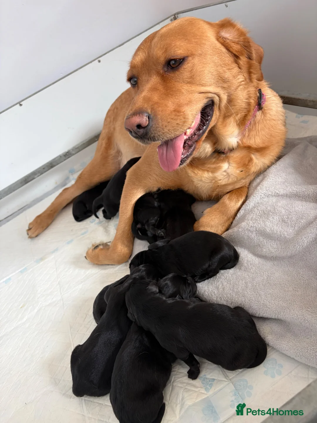 Labrador Retriever dogs for sale: Black Labrador puppies  in North Shields - Advert 1