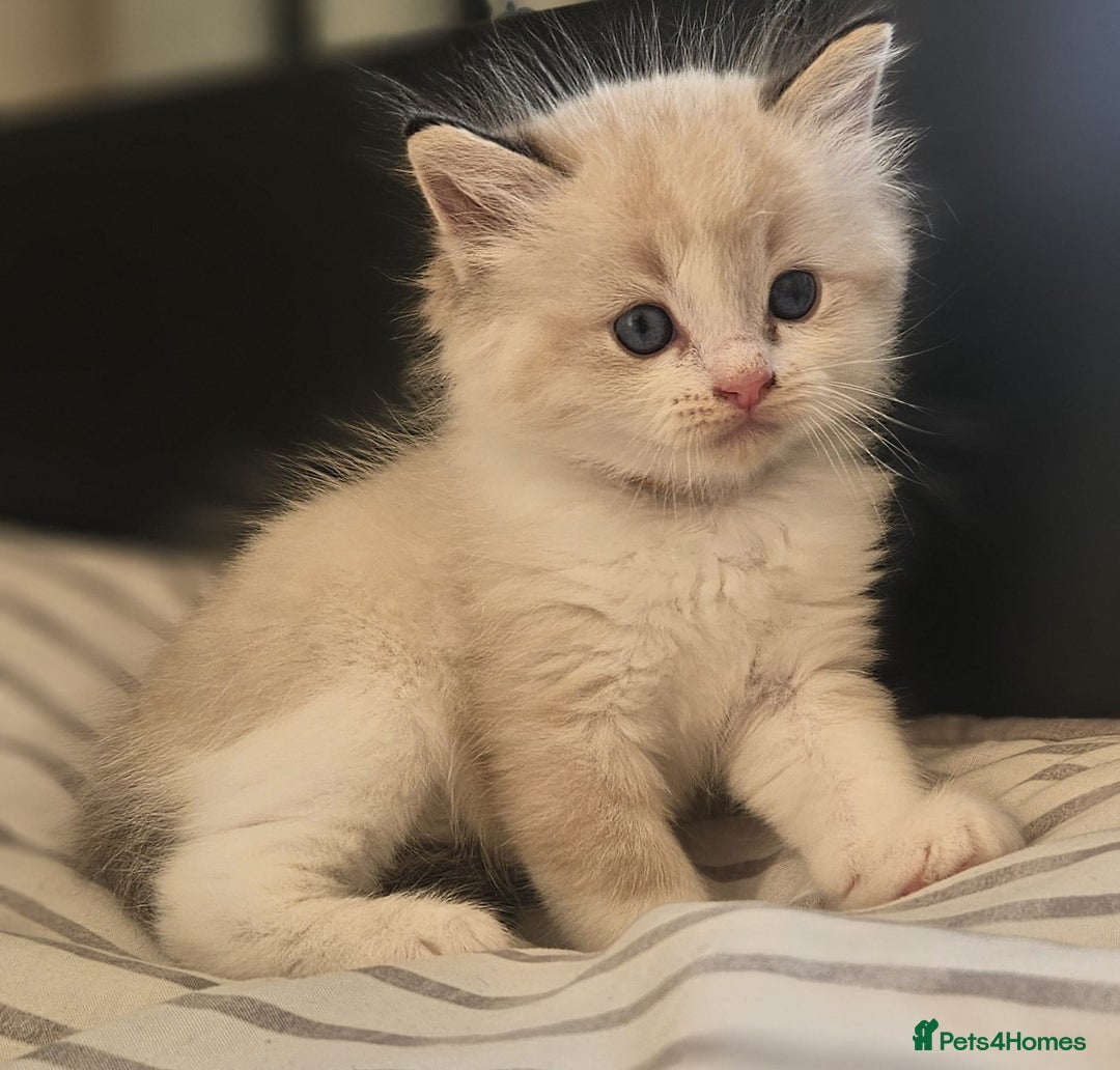 Ragdoll cats for sale: Tica registeeed tabby bicolour ragdolls - Image 9