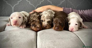 Dachshund dogs - Advert 4