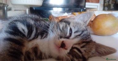 Mixed Breed cats - Advert 13