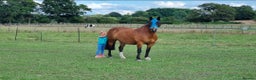 Welsh Section D horses for sale: Welsh D - Advert 9