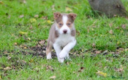 Border Collie dogs for sale: Border Collie Puppies  - Image 11