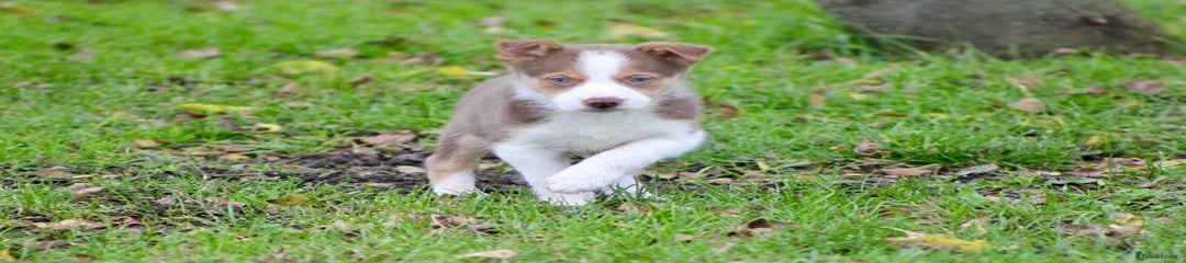 Border Collie Puppy 7