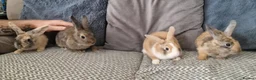 Mini Lion Lop rabbits for sale: Mini lion lops - Advert 10