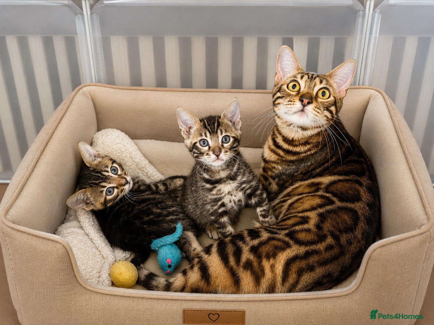Bengal cats Unique Bloodline Bengals Tica Reg - Advert 13