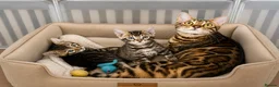 Bengal cats for sale: Unique Bloodline Bengals Tica Reg - Advert 4