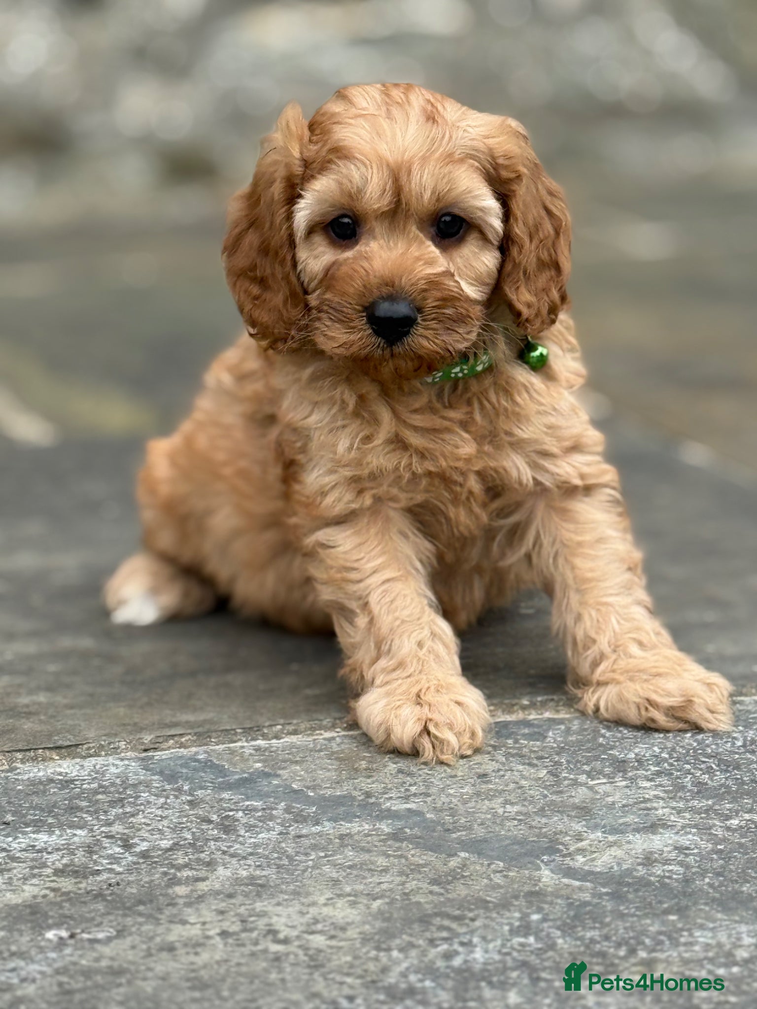 Cavapoo dogs Fox red&  dark peach cavapoo’s reared with love. - Advert 2
