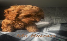 Cavapoo dogs for sale: Stunning Health Tested F1BB Cavapoo’s 🧬 - Image 35