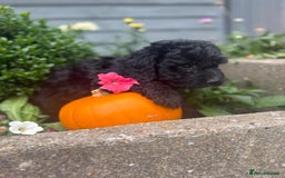 Cockapoo dogs for sale: F1 cockapoos girls  - Image 14