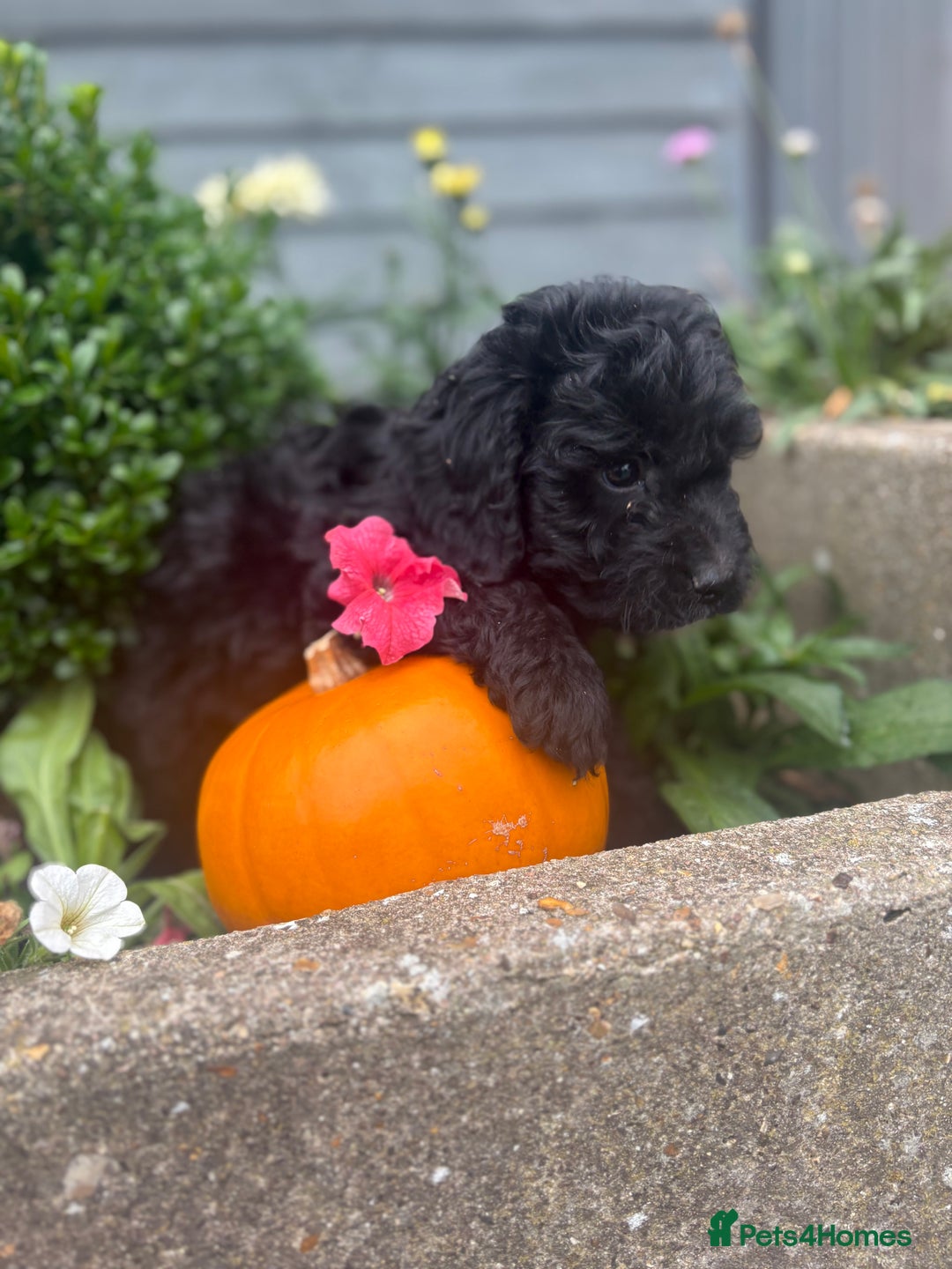 Cockapoo dogs for sale: F1 cockapoos girls  - Image 14