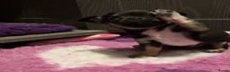 Chihuahua dogs for sale: Full chihuahua puppies  - Advert 13