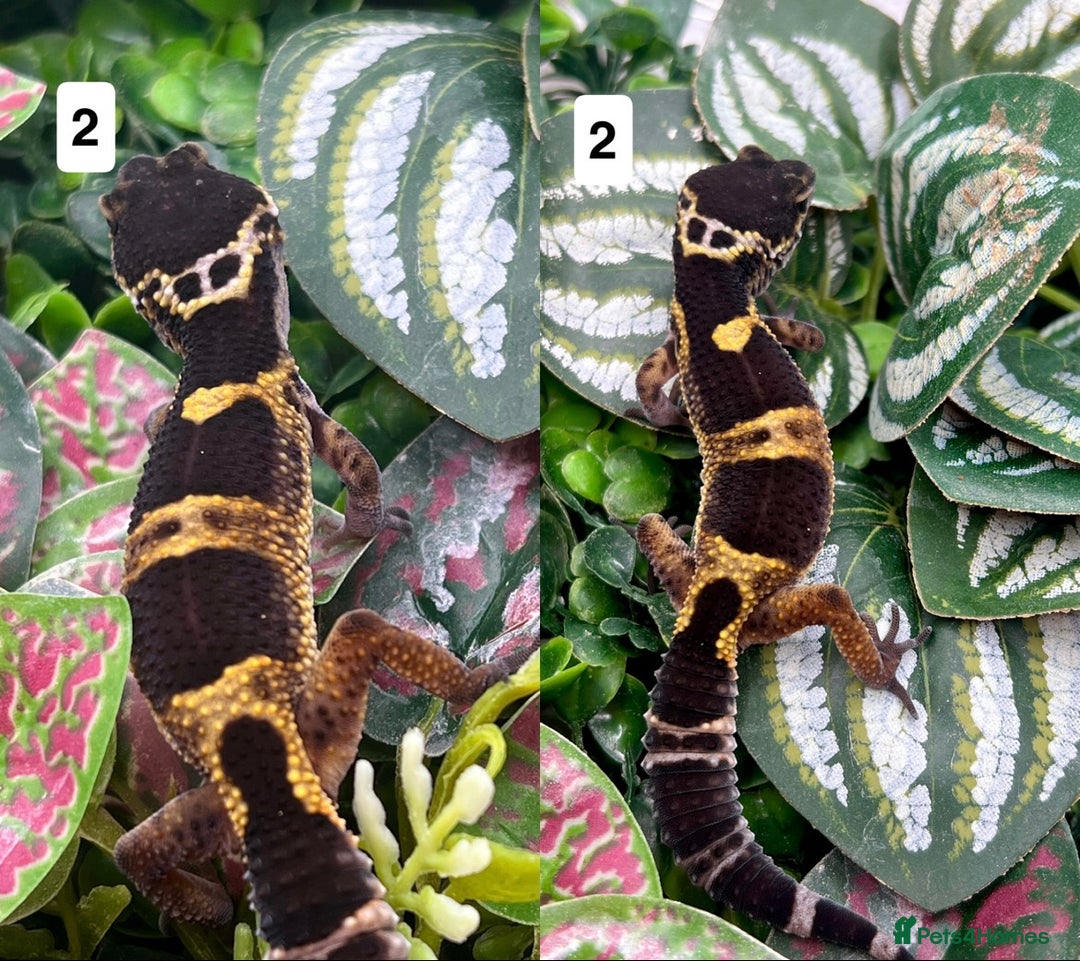 Gecko reptiles for sale: Leopard, gargoyle, crested geckos - Advert 2