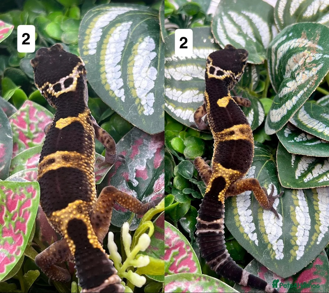 Gecko reptiles for sale: Leopard and crested geckos - Advert 2