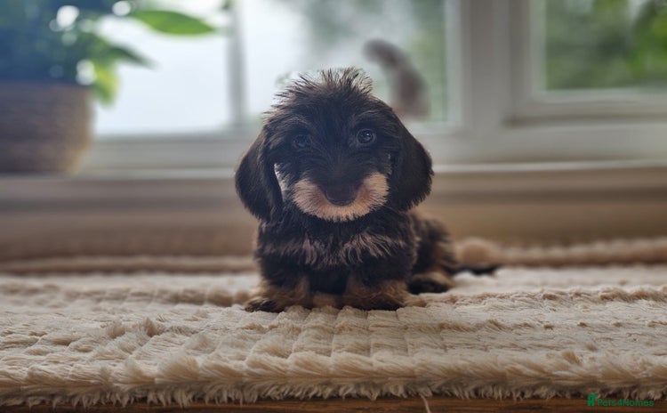 Miniature Dachshund dogs - Advert 15