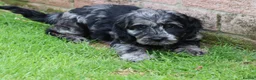Cockapoo dogs for sale: F1 COCKAPOO PUPPIES FOR SALE - Advert 4