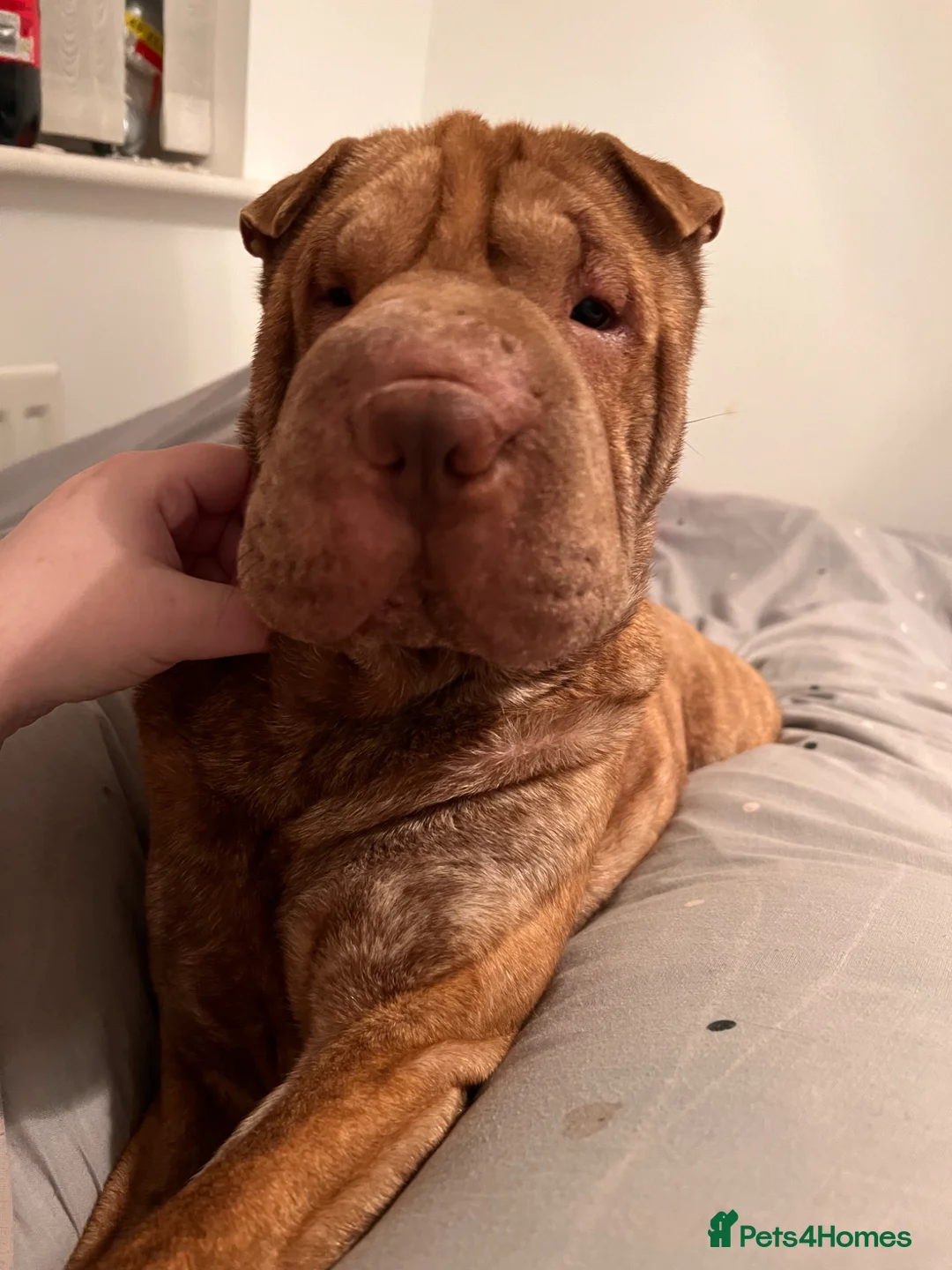 Shar Pei dogs for sale: Female for rehome  - Advert 9