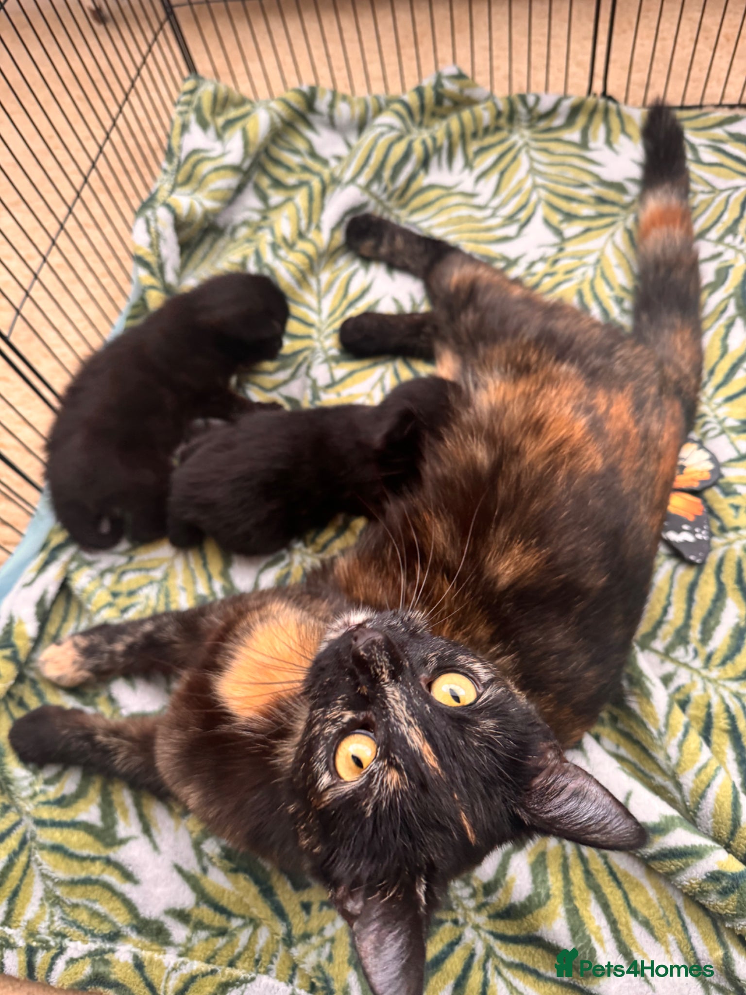 Mixed Breed cats Beautiful kitten  - Advert 4