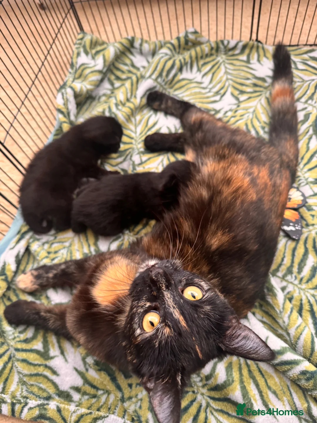 Mixed Breed cats for sale: Beautiful kitten  in Hailsham - Advert 1