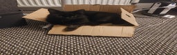 Mixed Breed cats for sale: 5 Year Old Cat For Rehome  - Advert 1