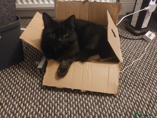 Mixed Breed cats 5 Year Old Cat For Rehome - Advert 1