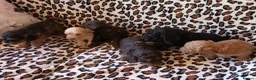 Cockapoo dogs for sale: STUNNING F1b COCKAPOO FROM 5* LICENCED BREEDER - Advert 12