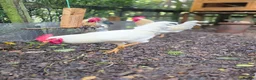 Chickens poultry for sale: Four Cockerels looking for good home  - Advert 7