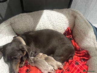 Dachshund dogs for sale - Advert 1