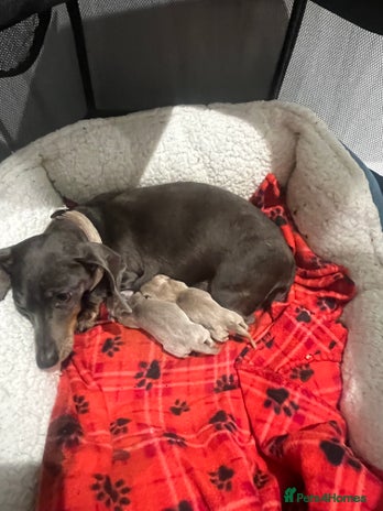 Dachshund dogs - Advert 1