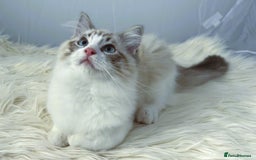 Ragdoll cats for sale: Playful Pedigree Ragdoll Kittens Available - Image 25