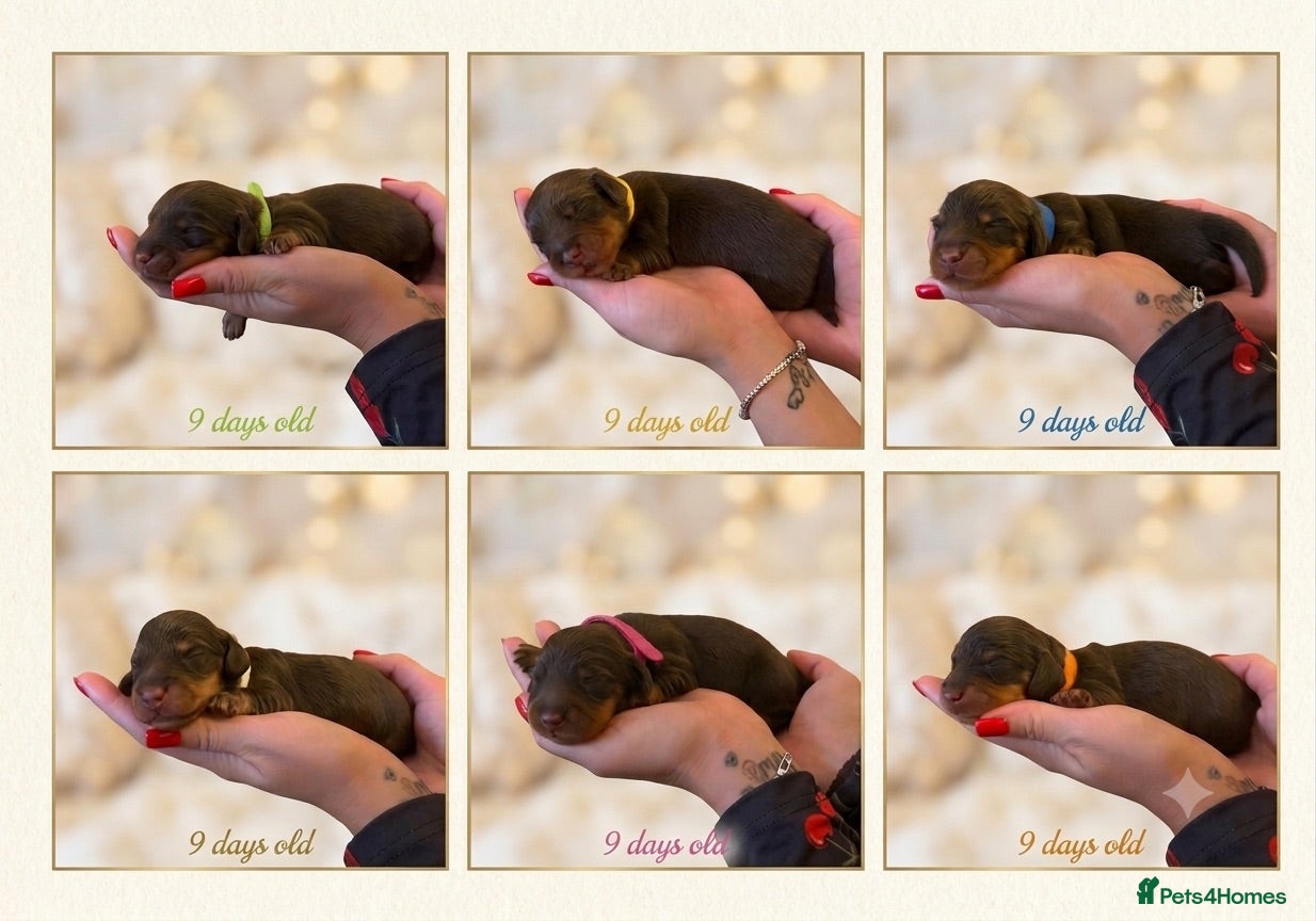 Miniature Dachshund dogs Stunning 5 ⭐️ long-haired miniature dachshunds - Advert 2