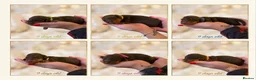 Miniature Dachshund dogs for sale: Stunning 5 ⭐️ long-haired miniature dachshunds - Advert 12