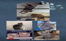 British Shorthair cats for sale: British short hair kittens  - Advert 1