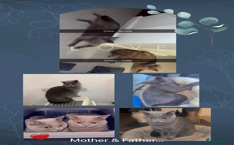 British Shorthair cats British short hair kittens  - Advert 2