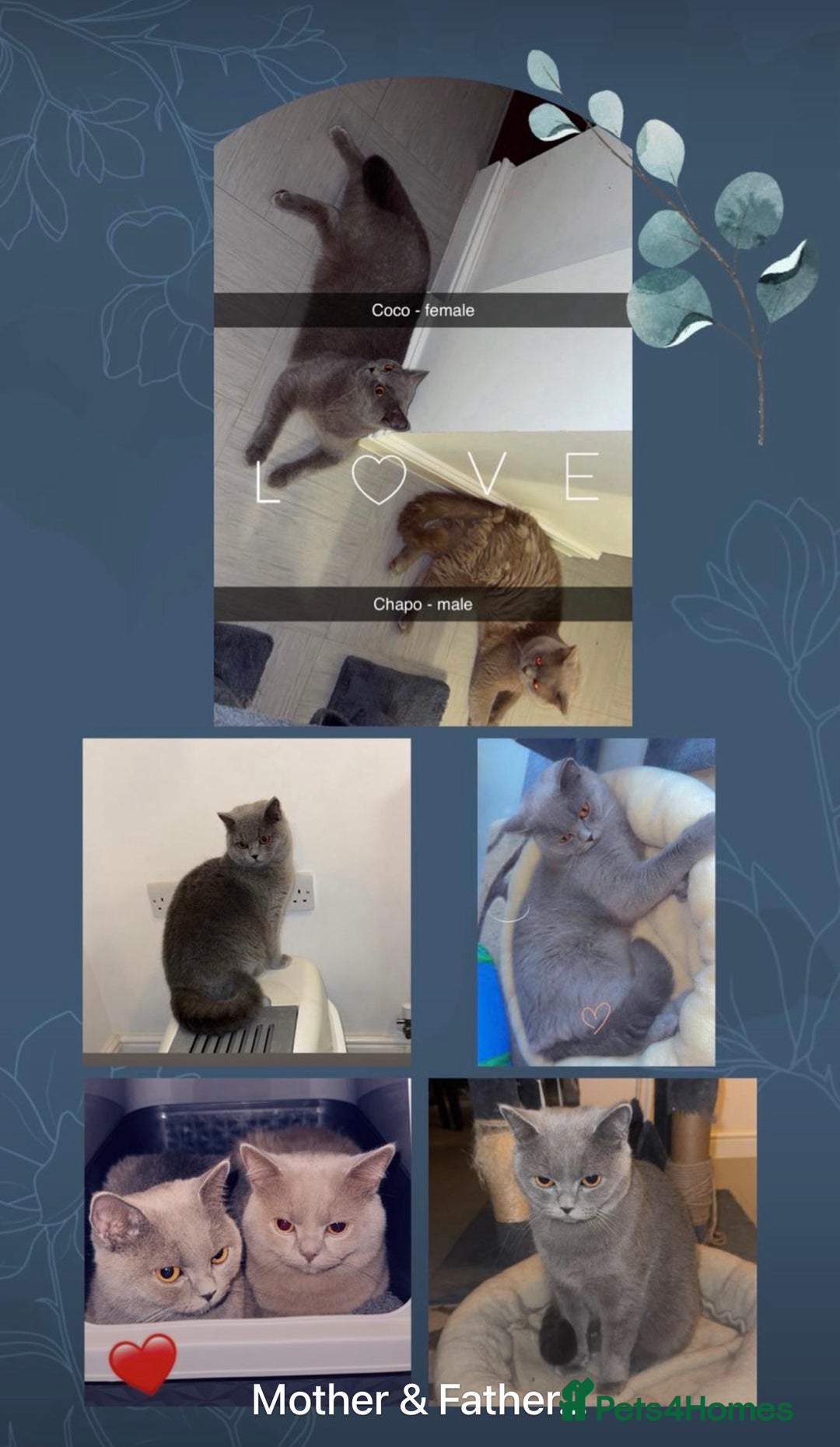 British Shorthair cats for sale: British short hair kittens  - Advert 1