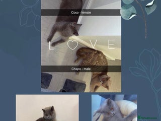 British Shorthair cats British short hair kittens - Advert 1