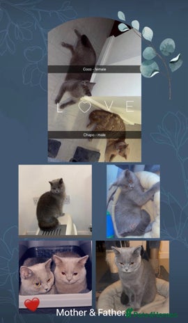 British Shorthair cats British short hair kittens - Advert 1