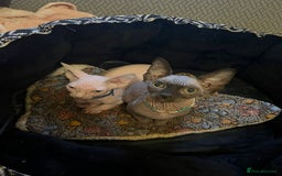 Sphynx cats for sale: 5 Adorable Sphynx Kittens for sale! - Image 5