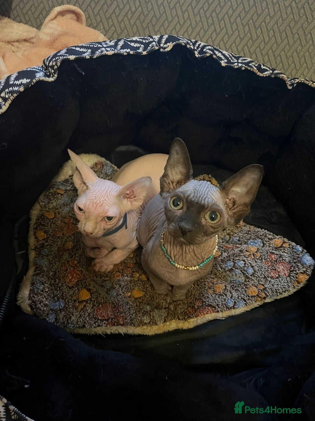 Sphynx cats for sale: 5 Adorable Sphynx Kittens for sale! - Image 5