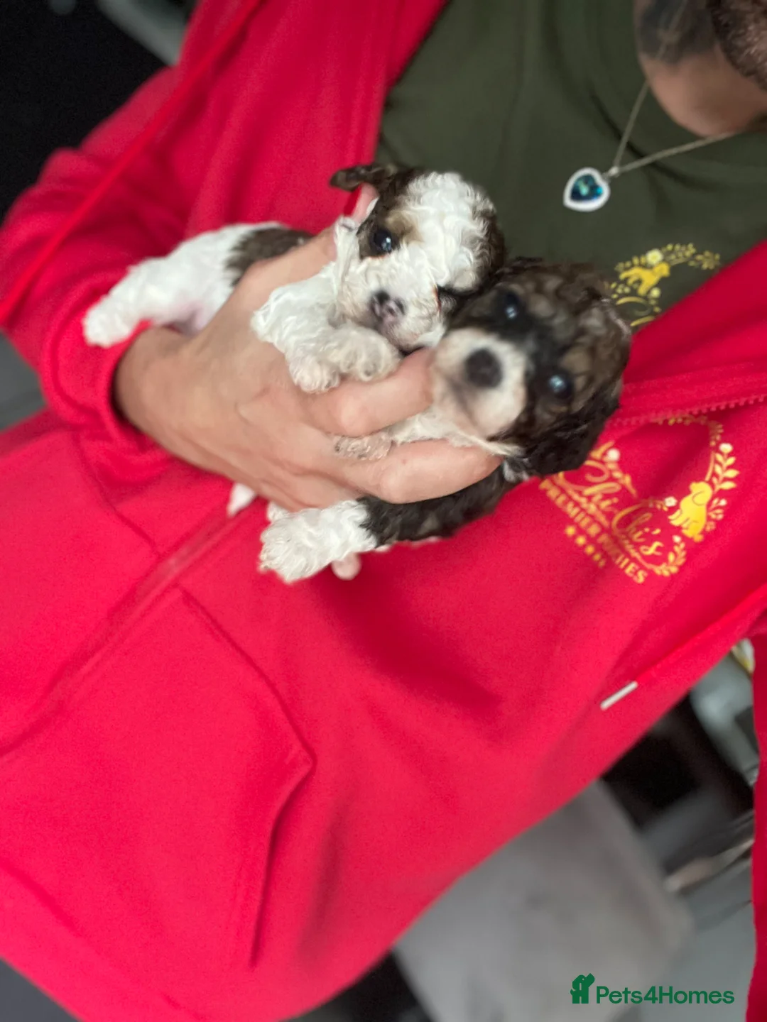 Cavapoo dogs for sale: 5 star rated ⭐️⭐️⭐️⭐️⭐️ TOY cavapoo puppies  - Advert 2