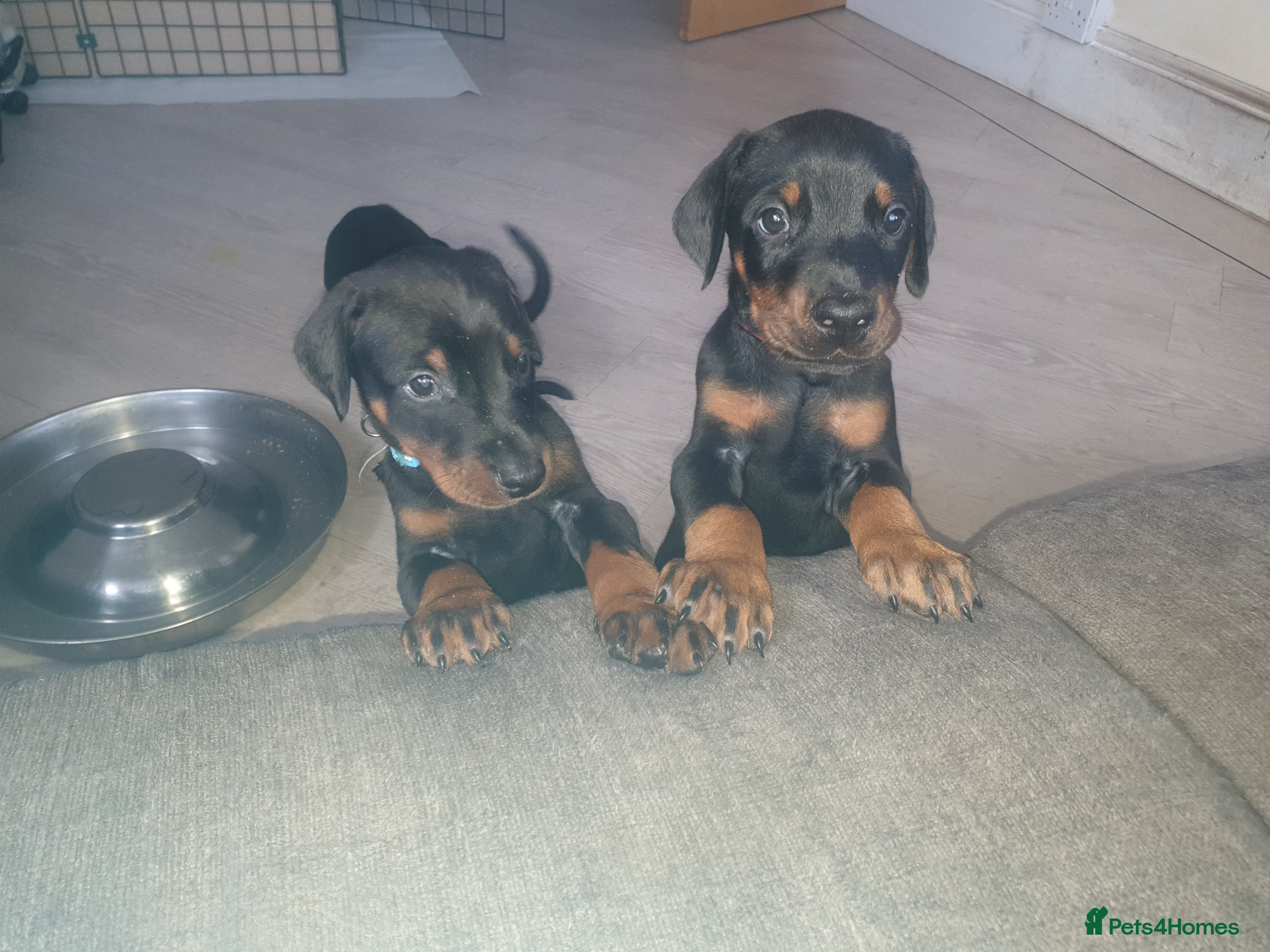 Dobermann dogs ☆☆DOBERMAN PUPPIES FOR SALE ☆☆ - Advert 4