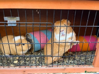 Guinea Pig rodents Guinea pigs for sale - Advert 1