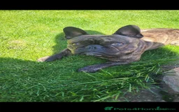 French Bulldog dogs for sale: Loving Frenchie Hugo - Image 2
