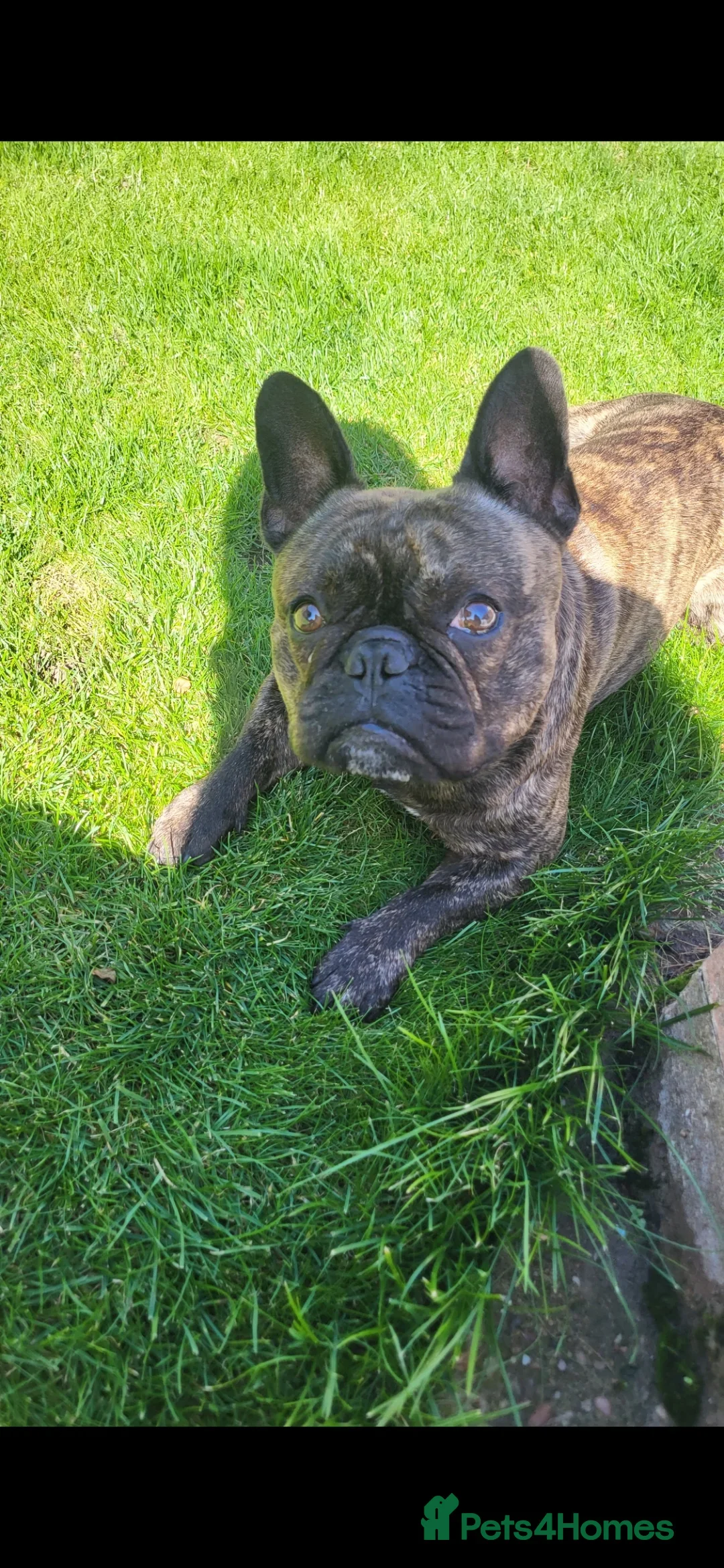 French Bulldog dogs for sale: Loving Frenchie Hugo - Image 2