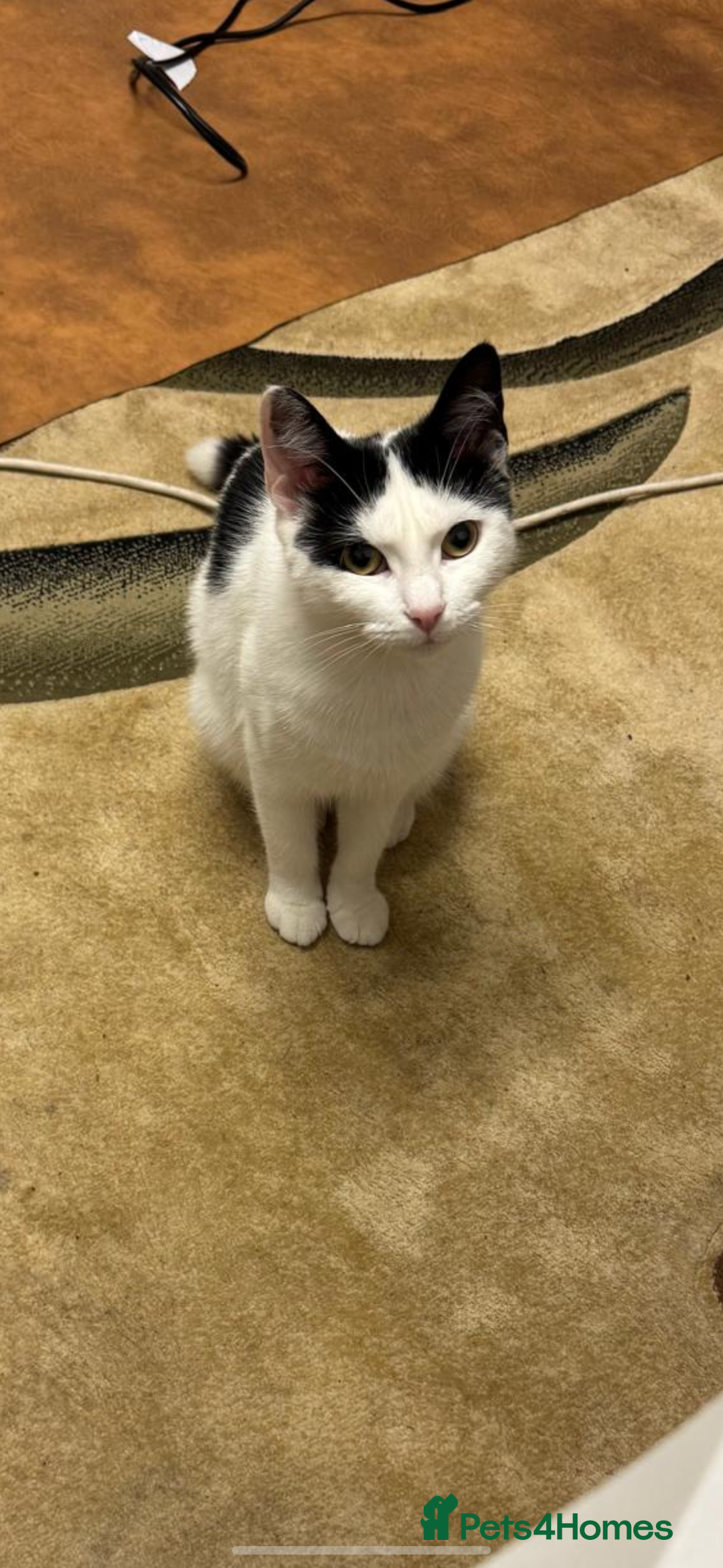 Mixed Breed cats for sale: My baby Luna - Advert 4