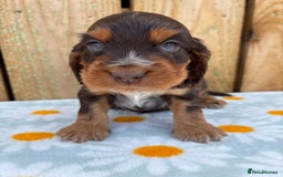 Cocker Spaniel dogs for sale: Ready 30th august import lines  - Image 32