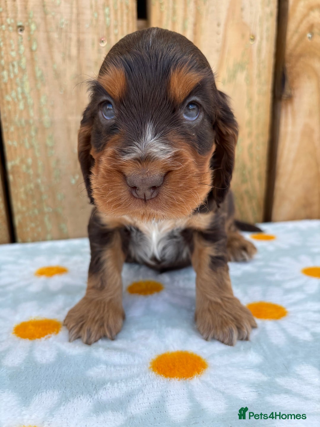 Cocker Spaniel dogs for sale: Ready 30th august import lines  - Image 32