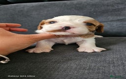 Cavalier King Charles Spaniel dogs for sale: Cavalier king Charles spaniel - Image 4