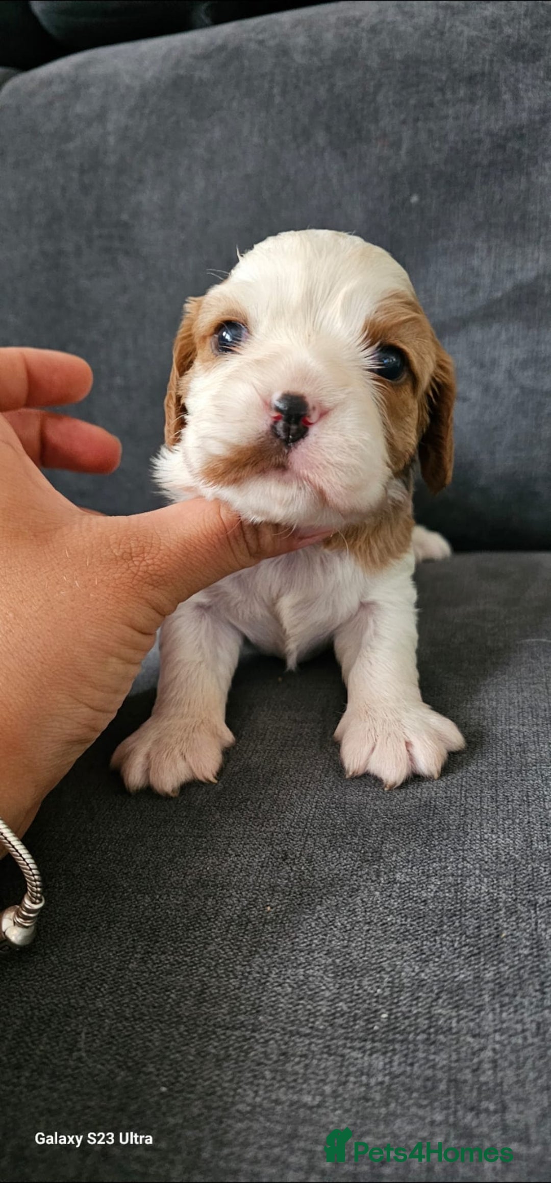 Cavalier King Charles Spaniel dogs for sale: Cavalier king Charles spaniel - Image 4