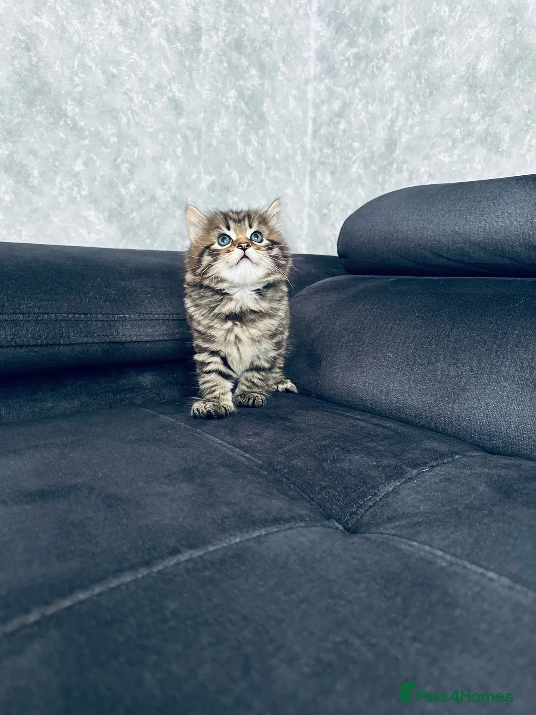 Scottish Fold cats for sale: Scottish straight/fold - Advert 1