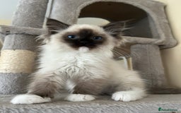 Ragdoll cats for sale: Ragdoll kittens one boy left seal mitted. - Advert 12